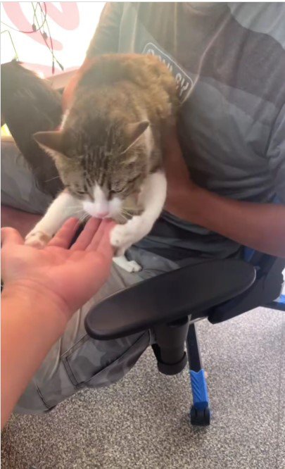 人の腕に抱き着く猫%%真剣な表情