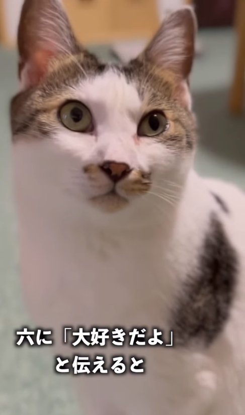 画面斜め右上を見上げるお座りをした猫（字幕あり）