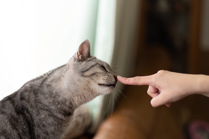 サバトラ猫と人差し指