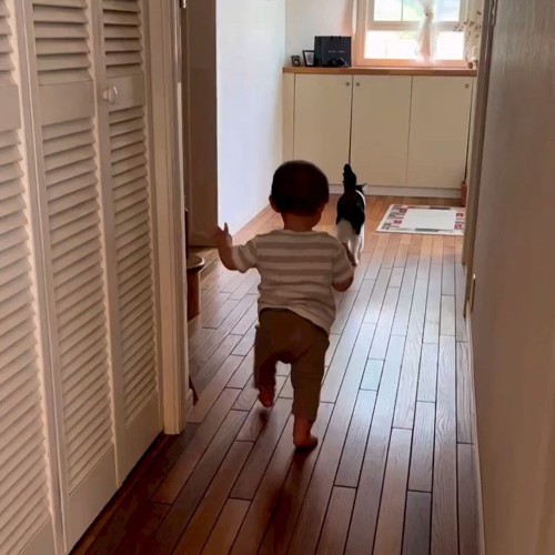 歩く猫と赤ちゃん