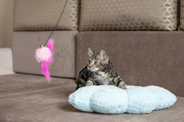 ふわふわのクッションの上に居る猫