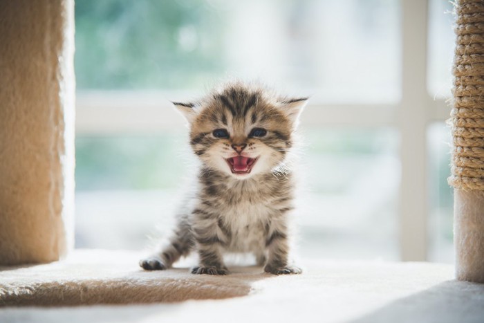 キャットタワーの上で必死に鳴いている子猫