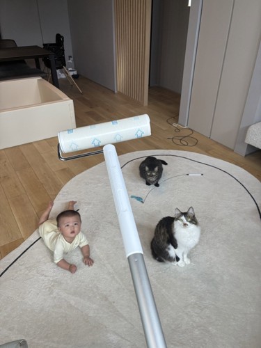 見上げる猫たちと赤ちゃん