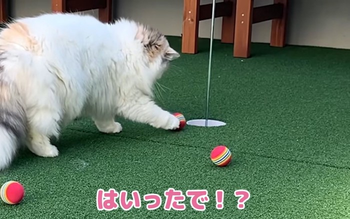 カップイン猫