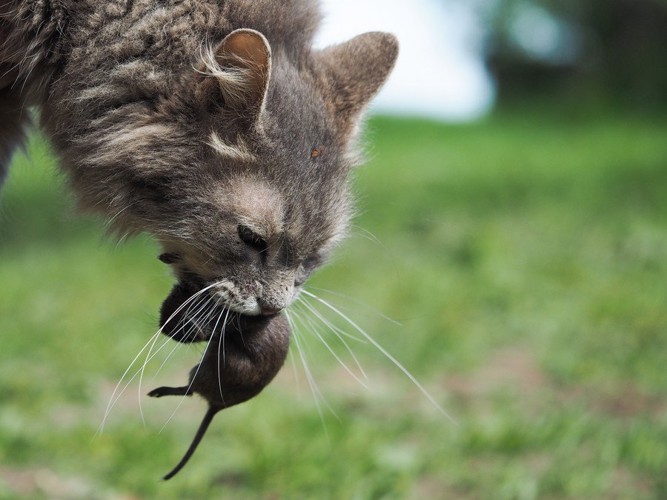 獲物を咥える猫