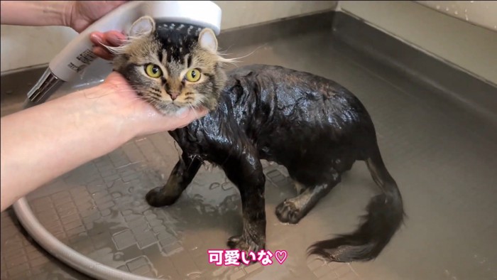 シャワーでお湯をかけられる猫