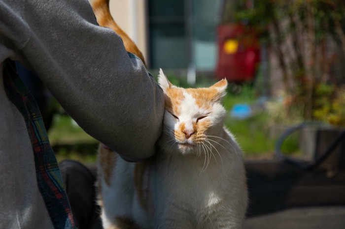 スリスリする猫