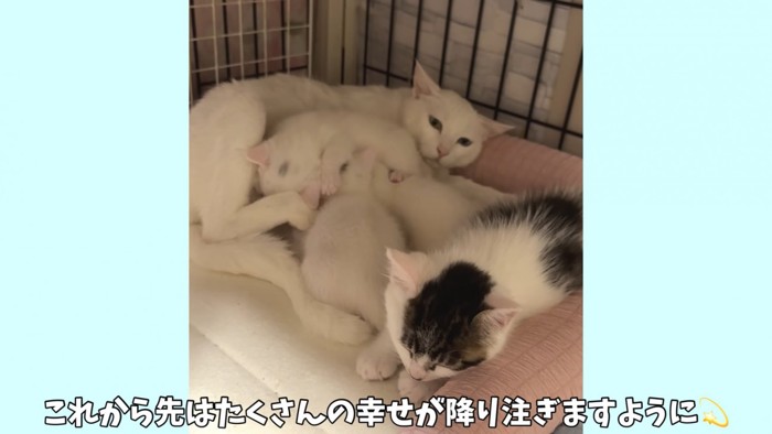 テロップ「これから先は～」