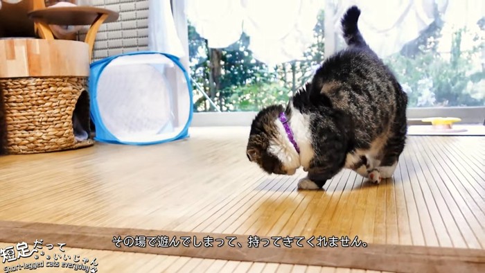 下を向いて遊ぶ猫