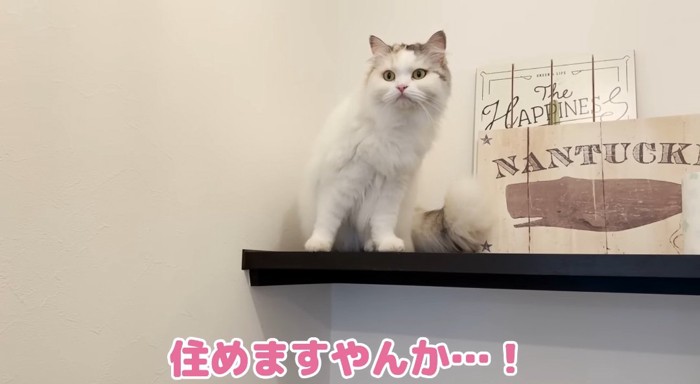 棚の上の猫