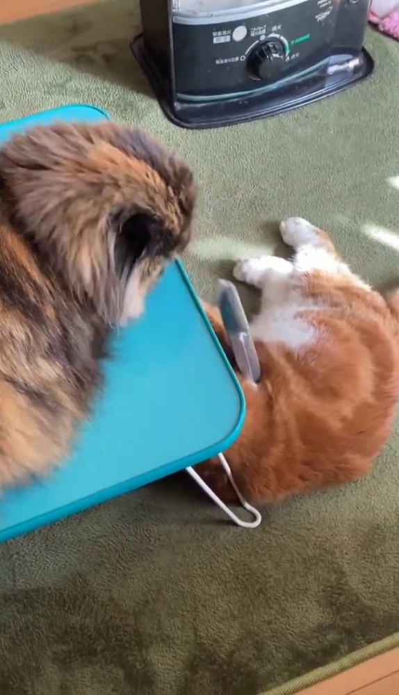 リモコンを落とす猫