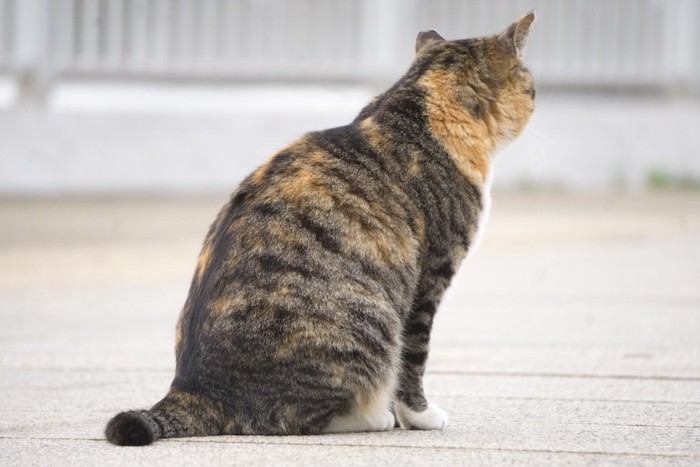 エジプト座りする猫の後ろ姿