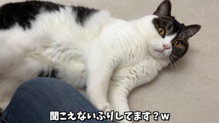 寝そべる猫