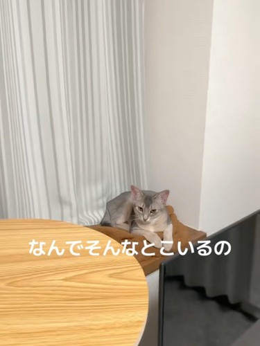 のんびり休む猫