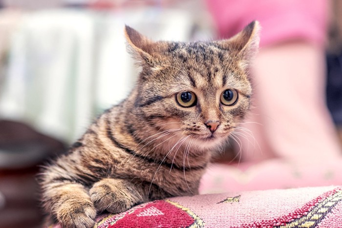 何かを気にしている猫