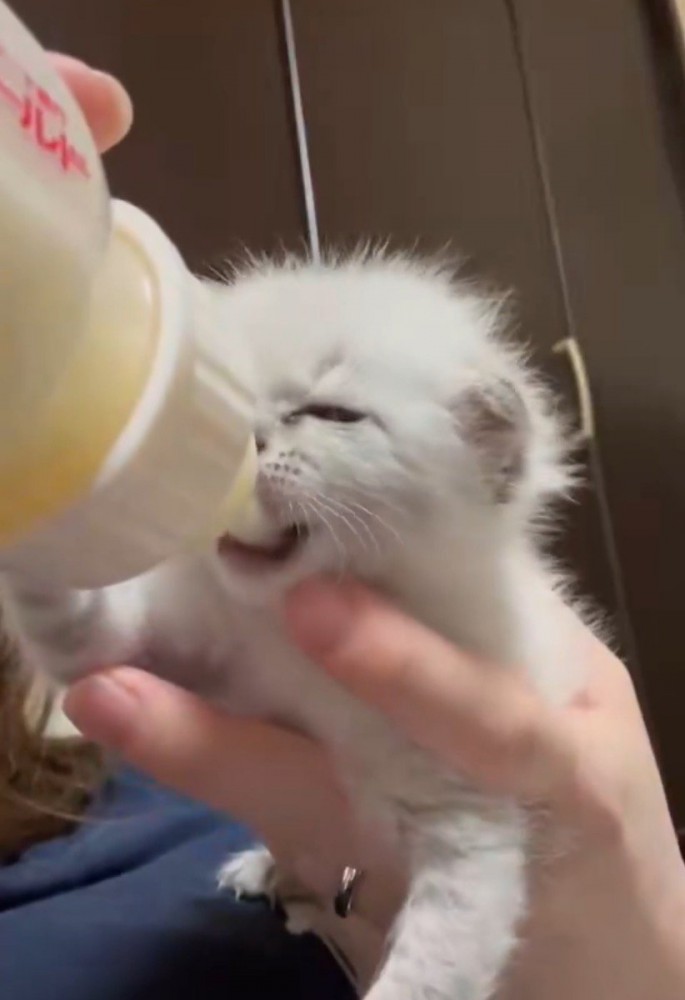 目を細めながらミルクを飲む子猫