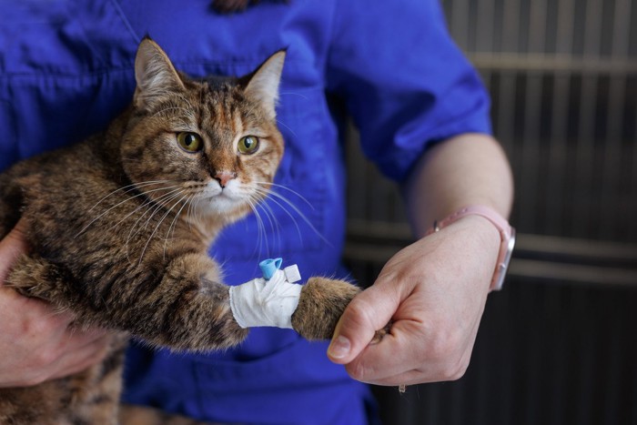 治療を受ける猫