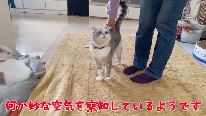 背中をなでられる猫