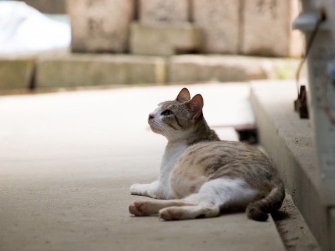 妊娠している猫