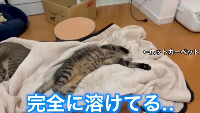 ホットカーペットの上で仰向けになる猫