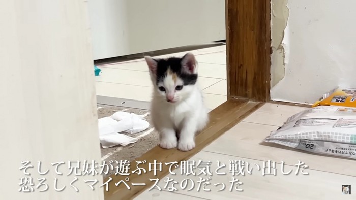 眠たい猫