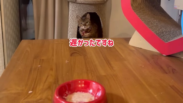 爪とぎのタワーから顔を出す猫