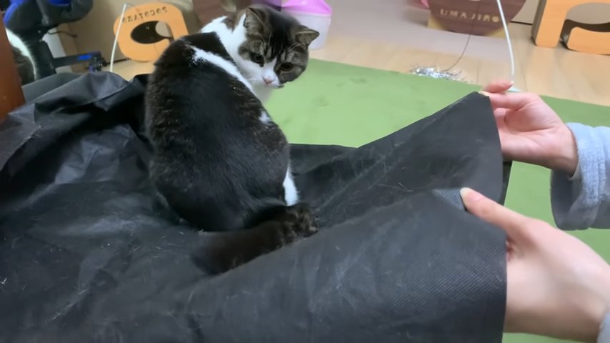 振り向く猫