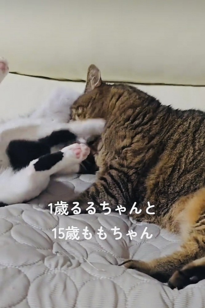 キジトラ猫にじゃれつくハチワレ猫