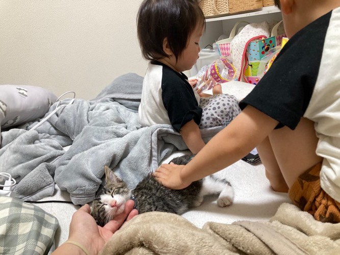 なでられている子猫