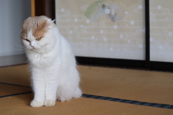 うつむき加減に座っている猫