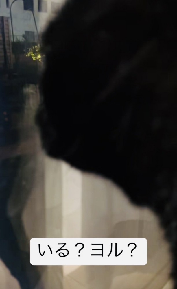 窓の外を見ながら鳴く黒猫