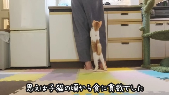 人の後ろに立つ猫