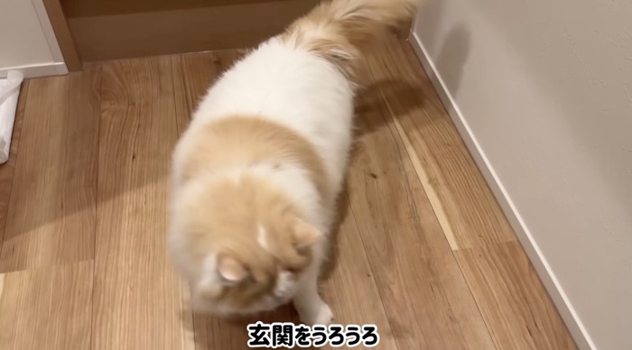 玄関をうろうろ