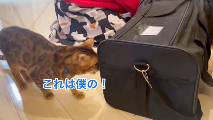 キャリーバッグに顔を近づける猫