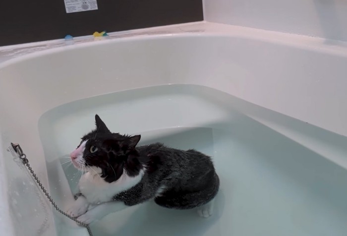 入浴する猫