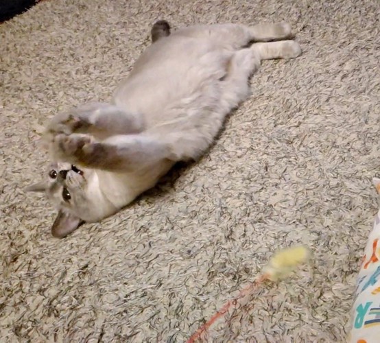 仰向けで前足を閉じている猫
