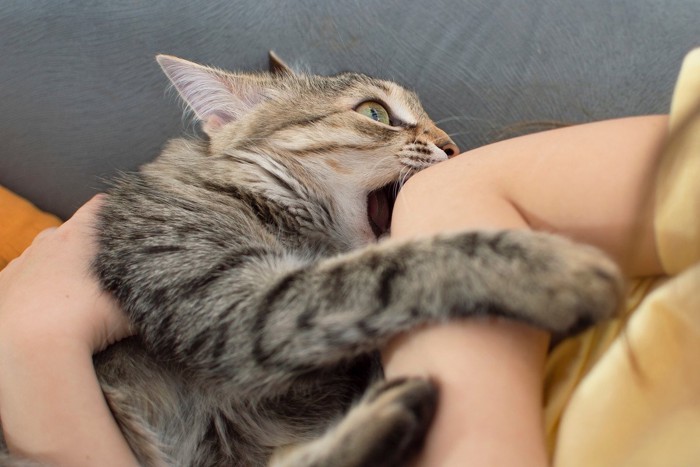 女性のヒジを噛む猫