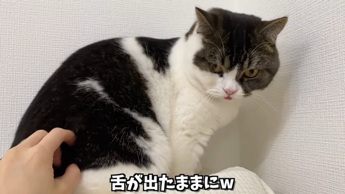 舌が出ている猫