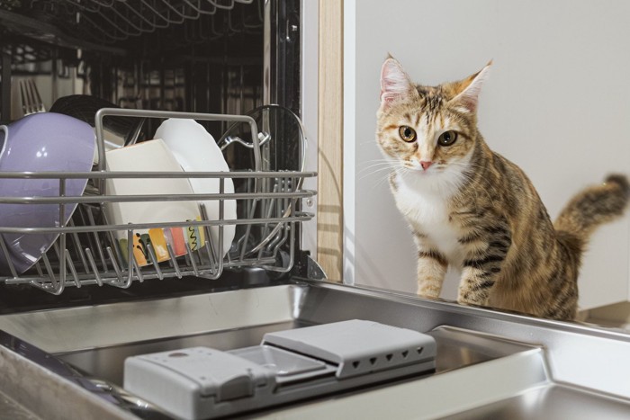 食洗器のそばに立つ猫