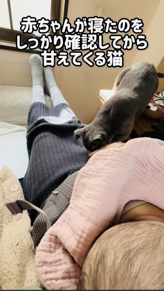 赤ちゃんを寝かすママの足の上に乗る保護猫