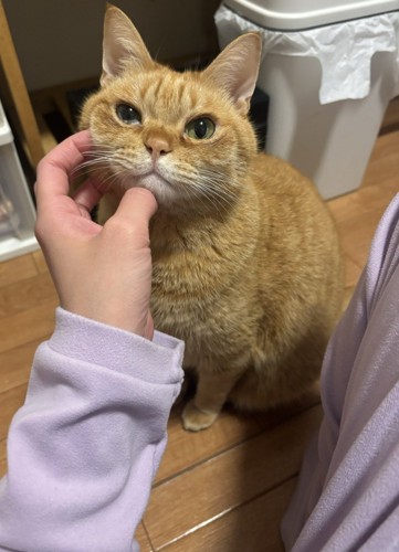 顔をなでられる猫