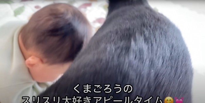 スリスリするくまごろうくん