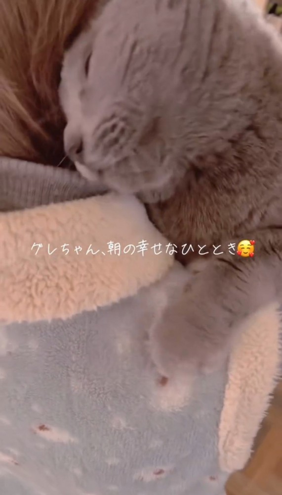 女性にスリスリする猫