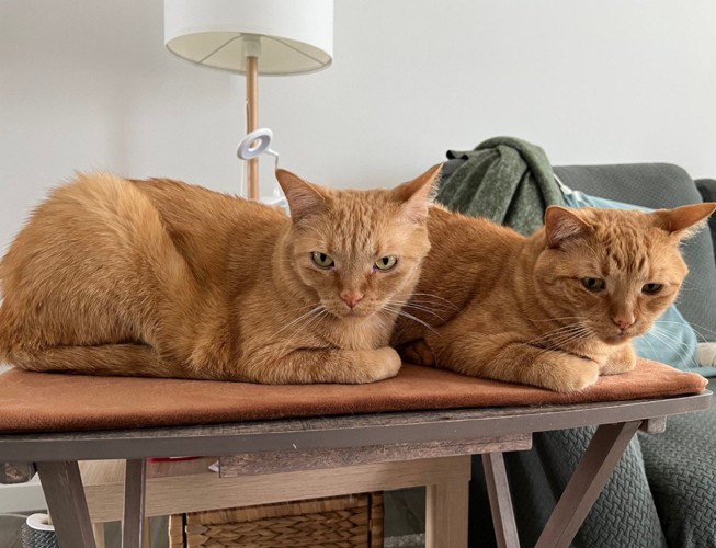 並んで座る猫2匹