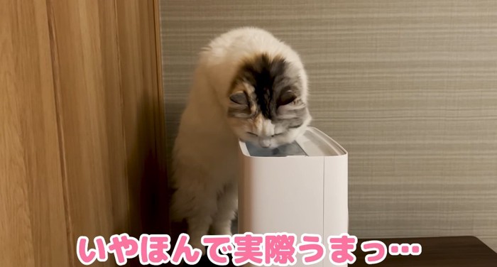 水を飲む猫