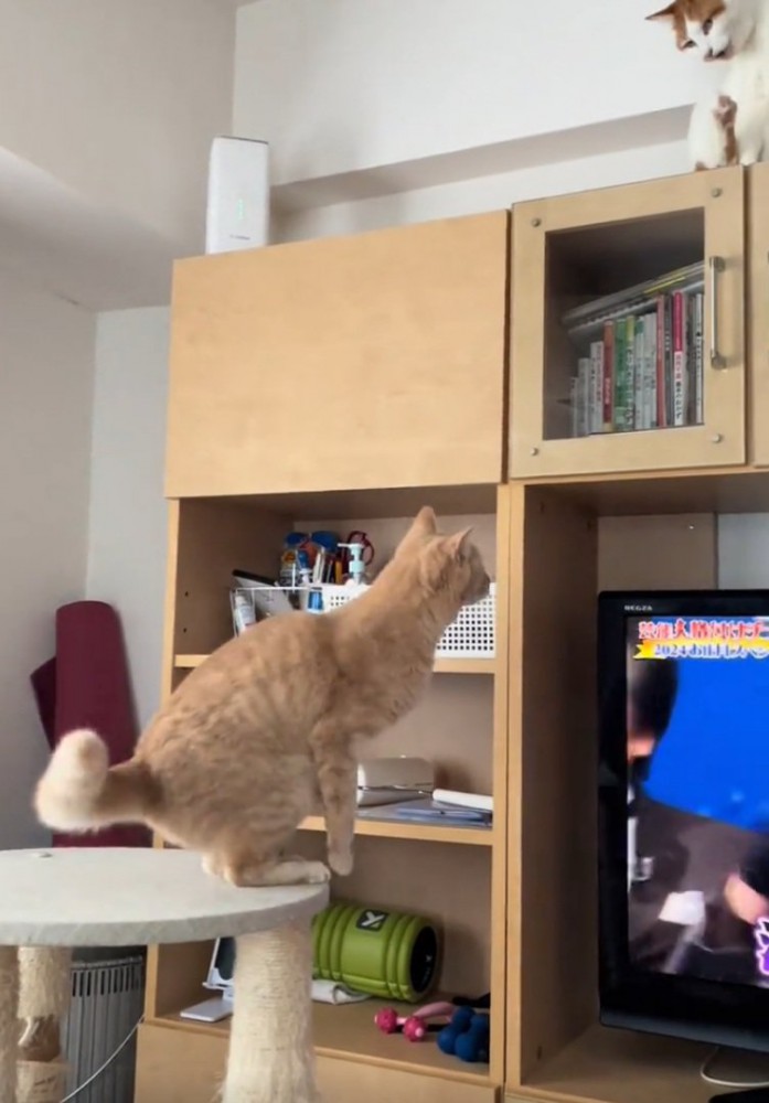 ジャンプしようとする茶トラ猫