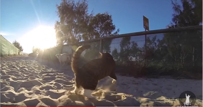 砂の上で戯れあう猫と犬