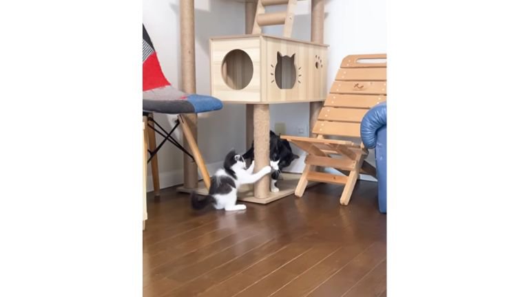 室内にいる猫たち