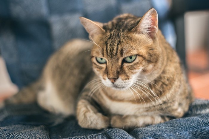 不満顔の猫