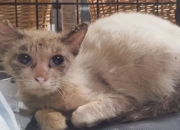 上を見る猫